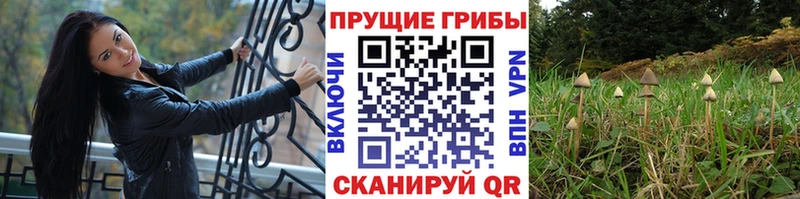 Купить где  Саяногорск  Псилоцибиновые грибы ЛСД 